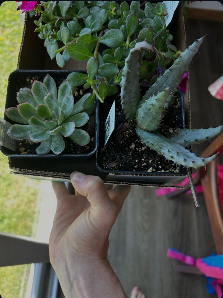 A hand holding two pots of succulent plants, one with a rosette-shaped succulent and the other with a spiky cactus, set against a blurred outdoor background.